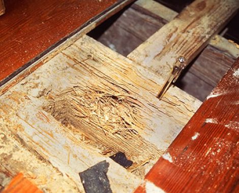 Altadena Termite Damage flooring
