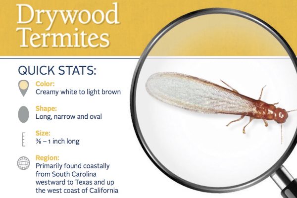 drywood-termite