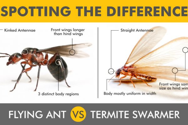 flying-ant-vs-termite-swarmer-comparison