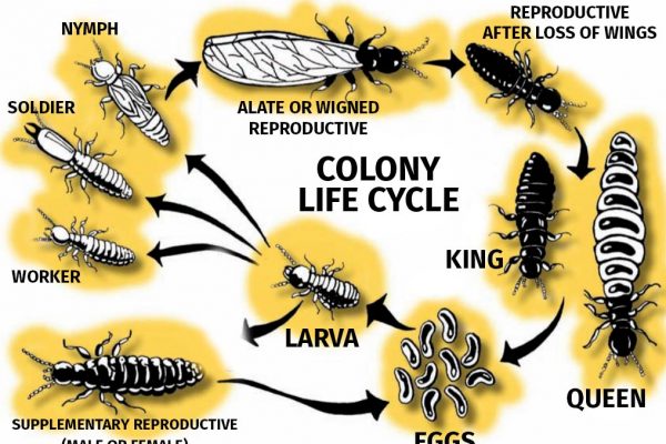 termite-life-cycle